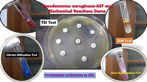 biochemical test of pseudomonas aeruginosa|Rapid, sensitive, and user.
